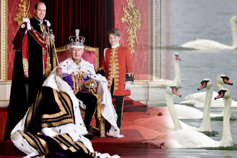 De ce regele Charles deține toate lebedele mute din Marea Britanie. Motivul nebănuit