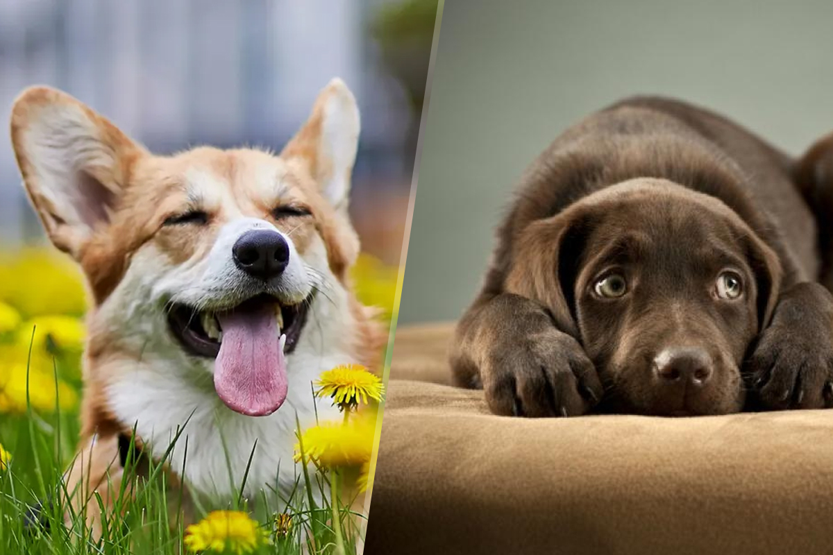 De ce se tem câinii