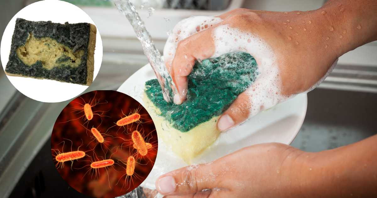 Dezinfectarea bureților de vase