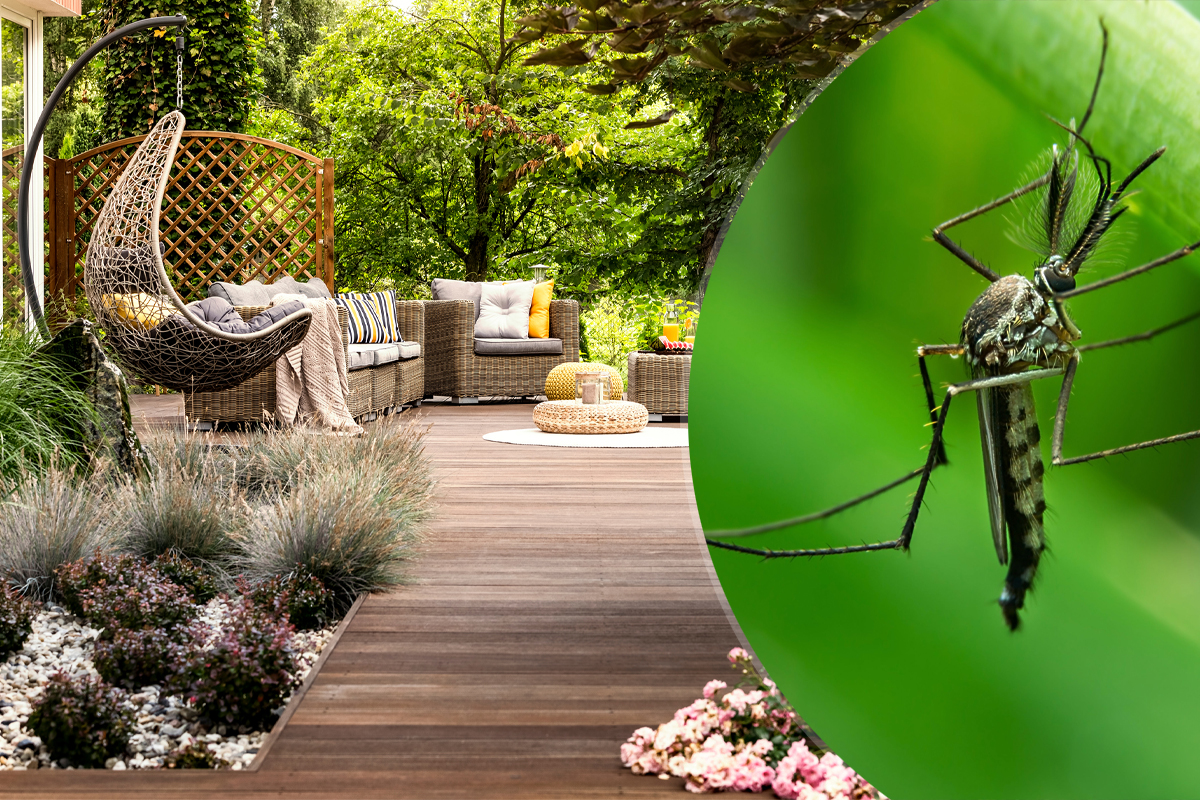 Flori pe care sa le plantezi in gradina pentru a scapa de tantari. Sunt ideale in orice curte