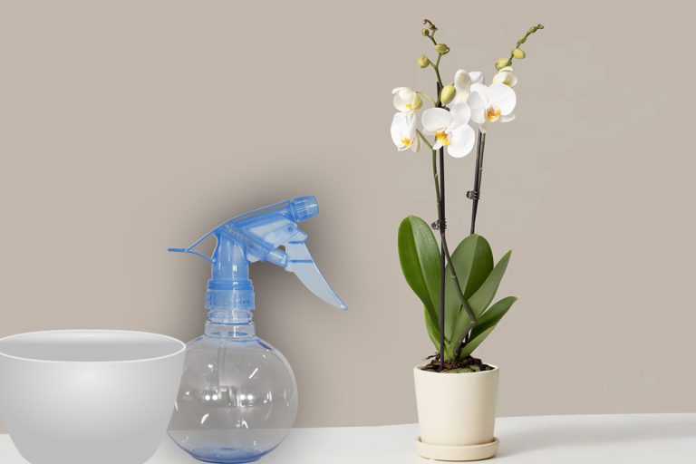 Ingredientul banal care face ca orhideele să înflorească rapid. Trucul genial, te vei bucura de niște flori superbe