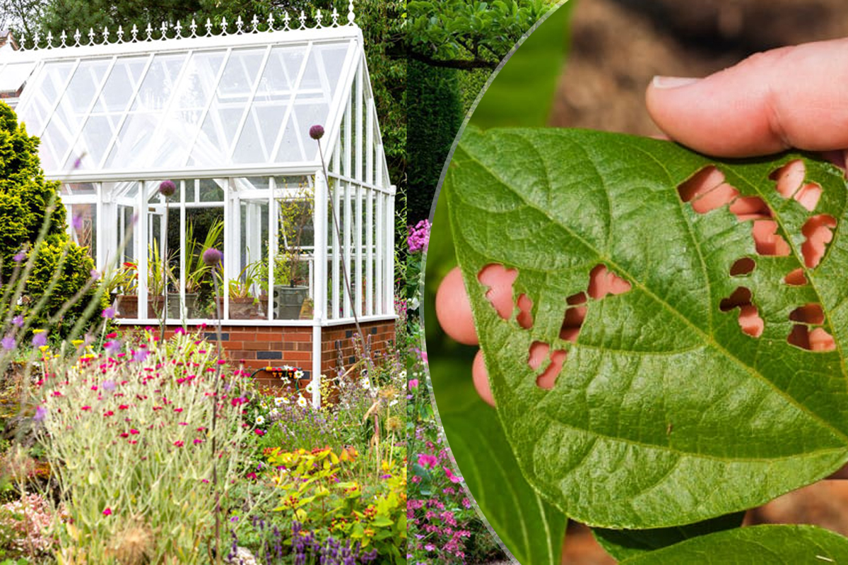 Ingredientul pe care să-l presari în grădină pentru a scăpa de dăunători