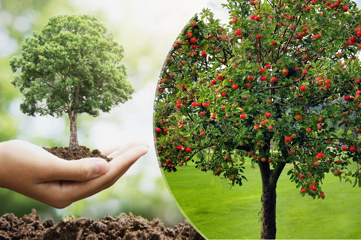 La ce adancime se planteaza de fapt pomii fructiferi. Regula de aur pe care trebuie sa o stii