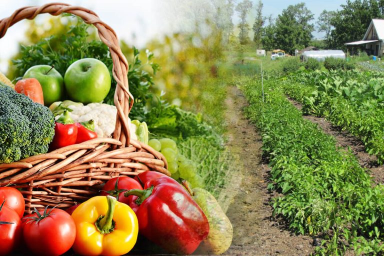 Legume care nu se plantează împreună. Riști să îți strici toată recolta dacă faci asta