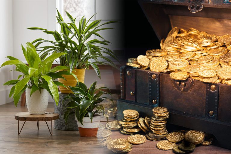 Plante care aduc noroc. Ce trebuie să ai în casă pentru a avea bani, prosperitate și armonie