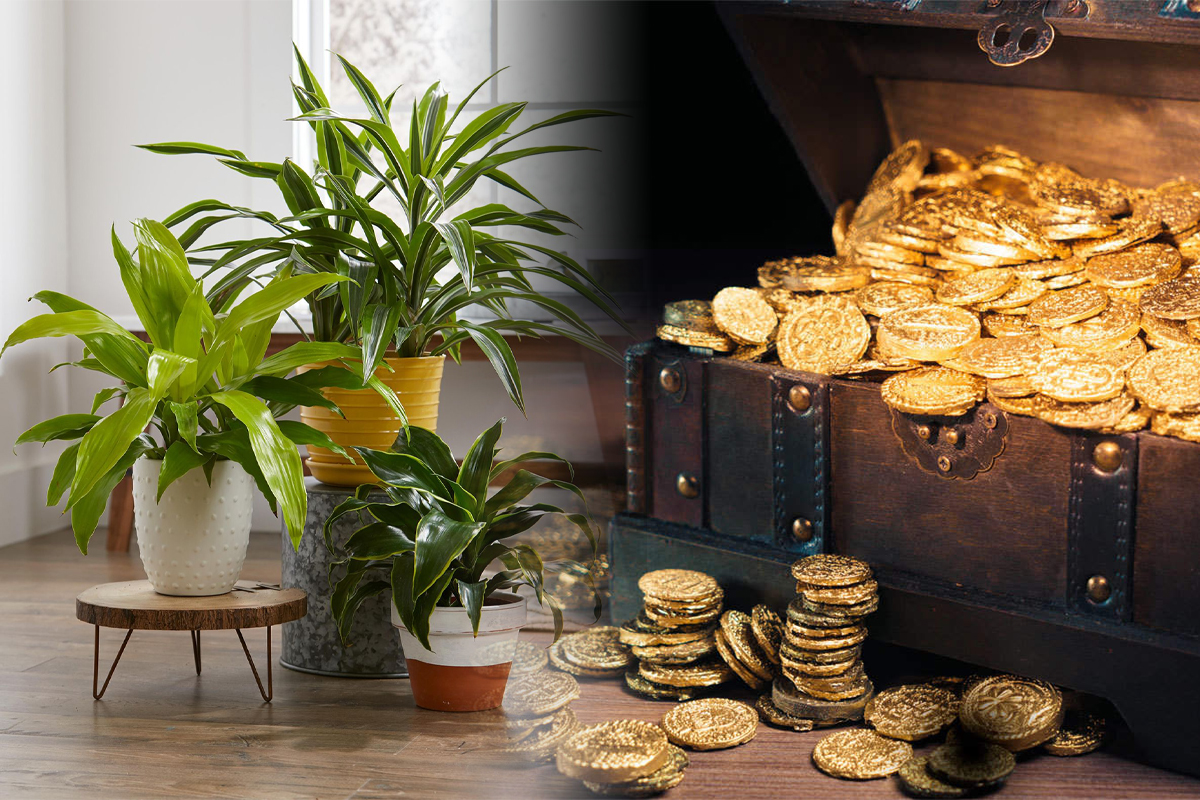 Plante care aduc noroc. Ce trebuie să ai în casă pentru a avea bani, prosperitate și armonie