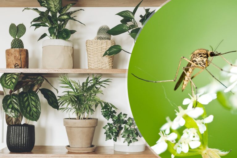 Plante care alungă țânțarii. Sunt perfecte pentru balcon sau grădină, îți vor fi un aliat de bază împotriva acestor insecte