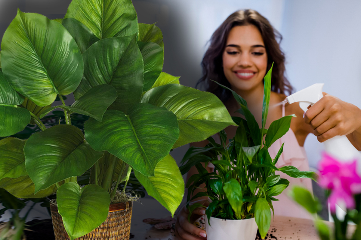 Plante care alungă tristețea. Îmbunătățesc starea de spirit și sunt ușor de îngrijit