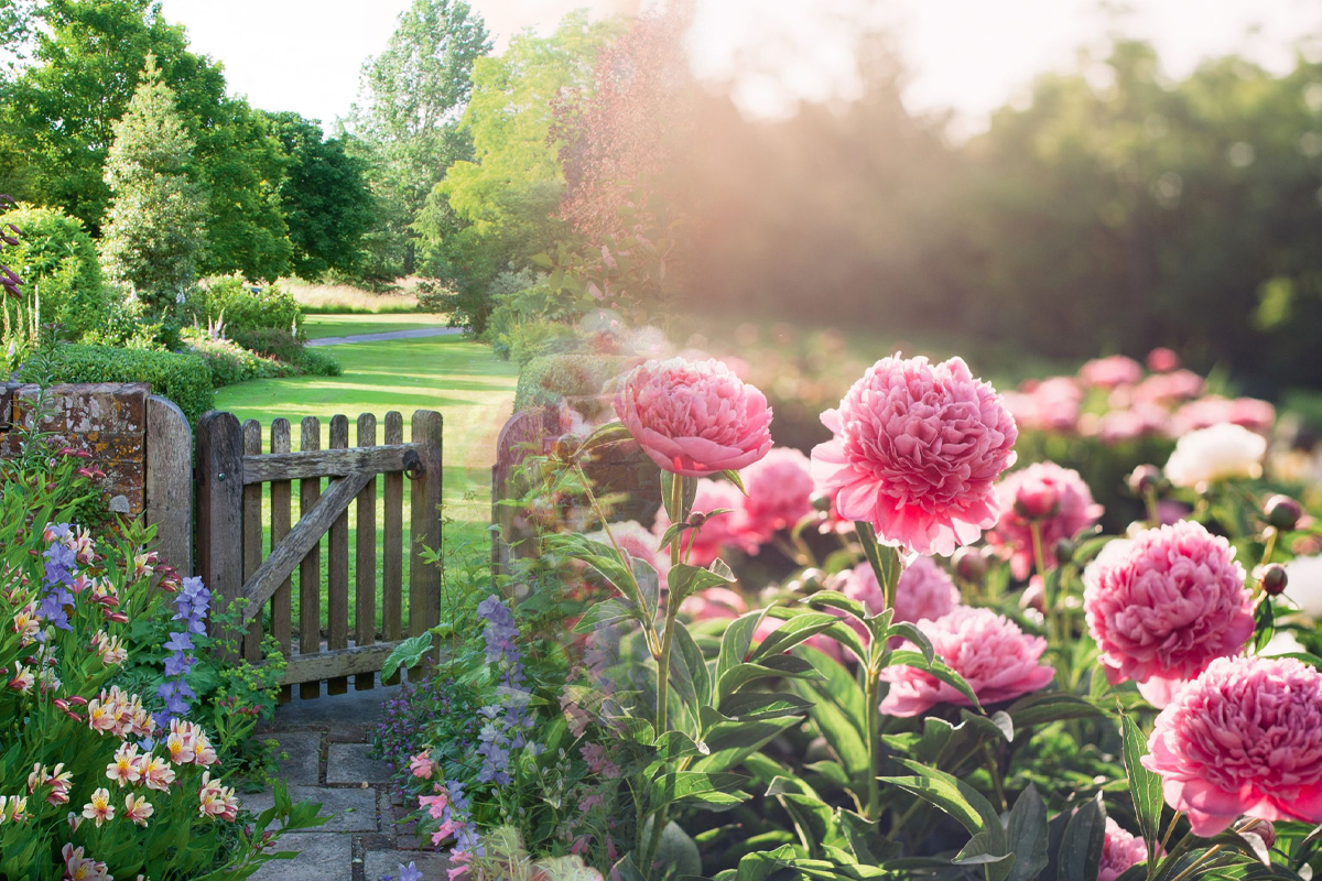 Plante de gradina care infloresc toata vara. Sunt superbe, te vei bucura de o gradina minunata