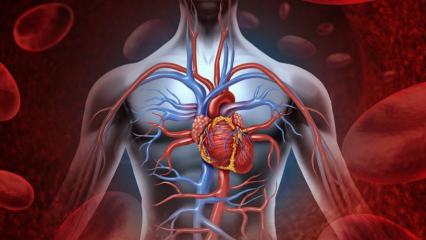 organ din corpul uman care se regenerează