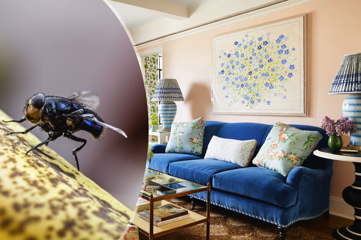 Trucul care ține muștele departe de casa ta. Ce trebuie să faci de fapt, metoda e de mare ajutor