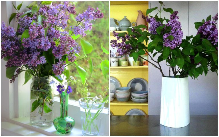 Trucul pentru ca florile de liliac să reziste mai mult timp în vază. Ce pun în apă cei mai iscusiți grădinari