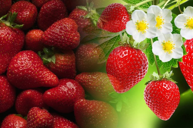 Căpșuni sau căpșune? Când și cum se folosește corect. Mulți români fac confuzia