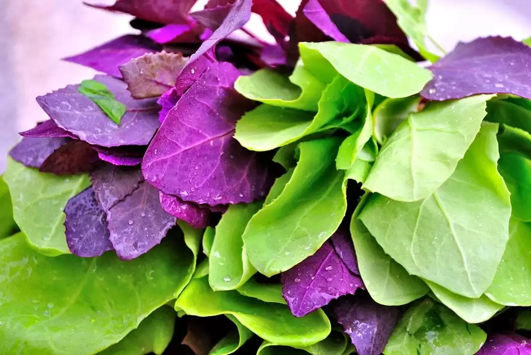 Ciorbă de lobodă cu chimion