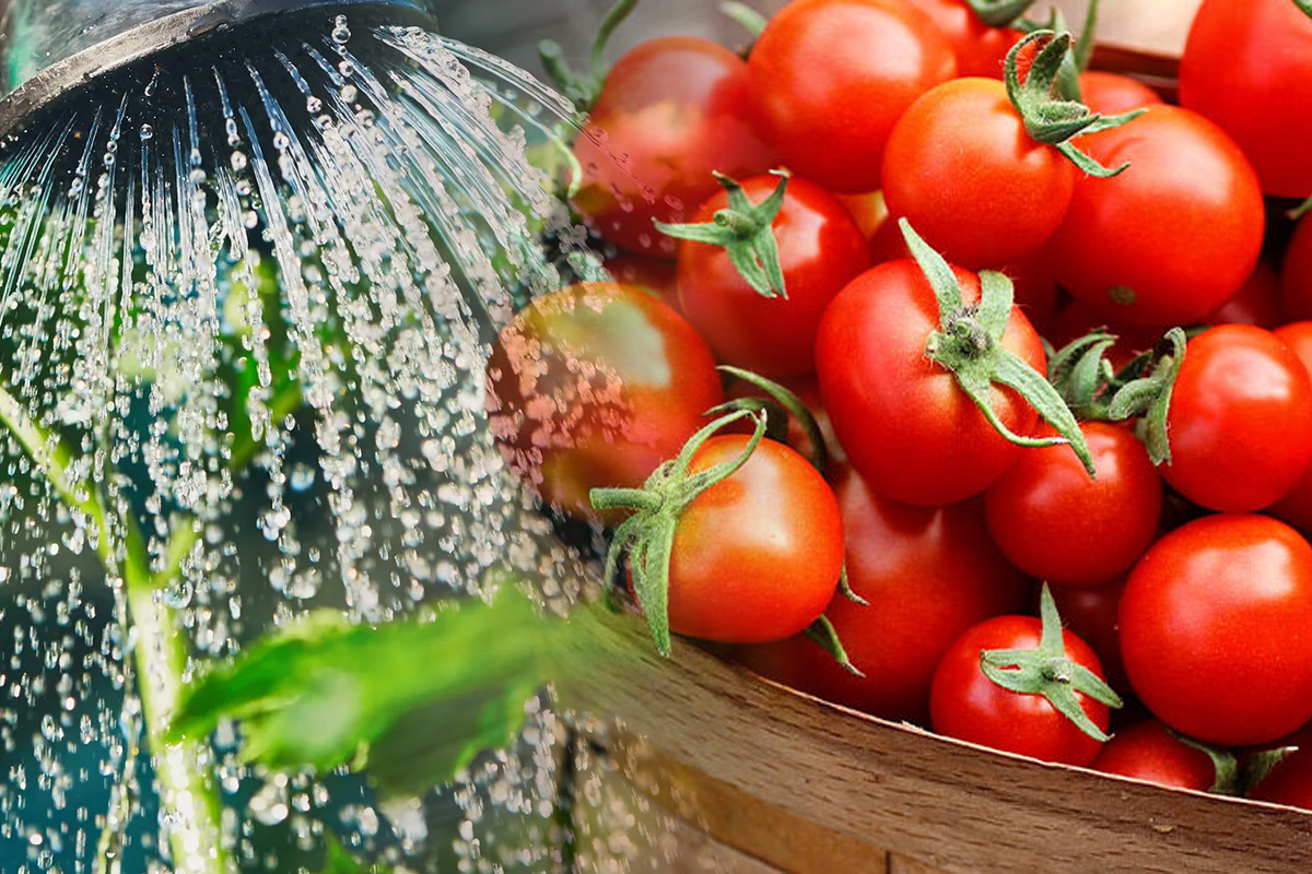 Cu ce e bine să stropești roșiile în luna iunie