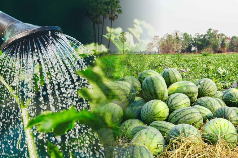 Cu ce să stropești pepenii, de fapt. Când e momentul ideal pentru a aplica tratamentul. Trucul pe care trebuie să-l știi