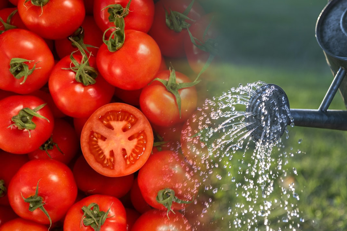 Cu ce sa stropesti rosiile dupa copilire. Amestecul care te ajuta sa ai o recolta mai bogata