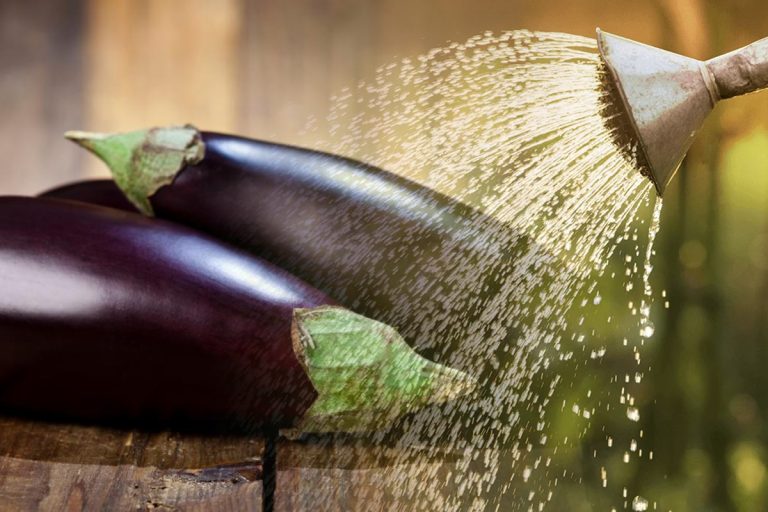 Cu ce se stropesc vinetele de gândaci. Așa scapi cel mai repede de dăunători și vei avea o recoltă bogată