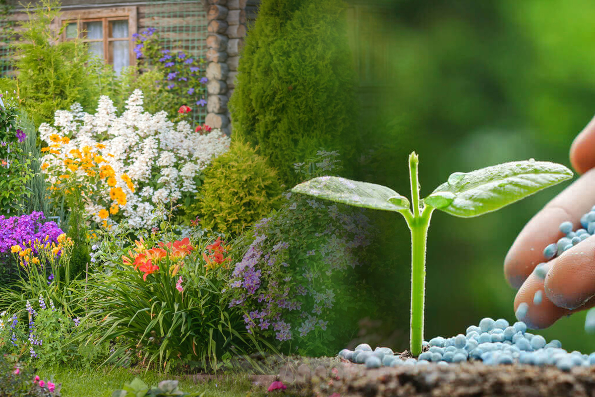 Cum obtii cel mai bun ingrasamant pentru plantele din curtea ta. Te scapa de daunatori si te ajuta sa ai o gradina bogata