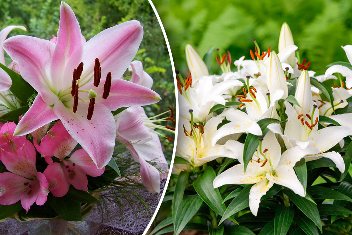 Cum se îngrijesc corect crinii de grădină