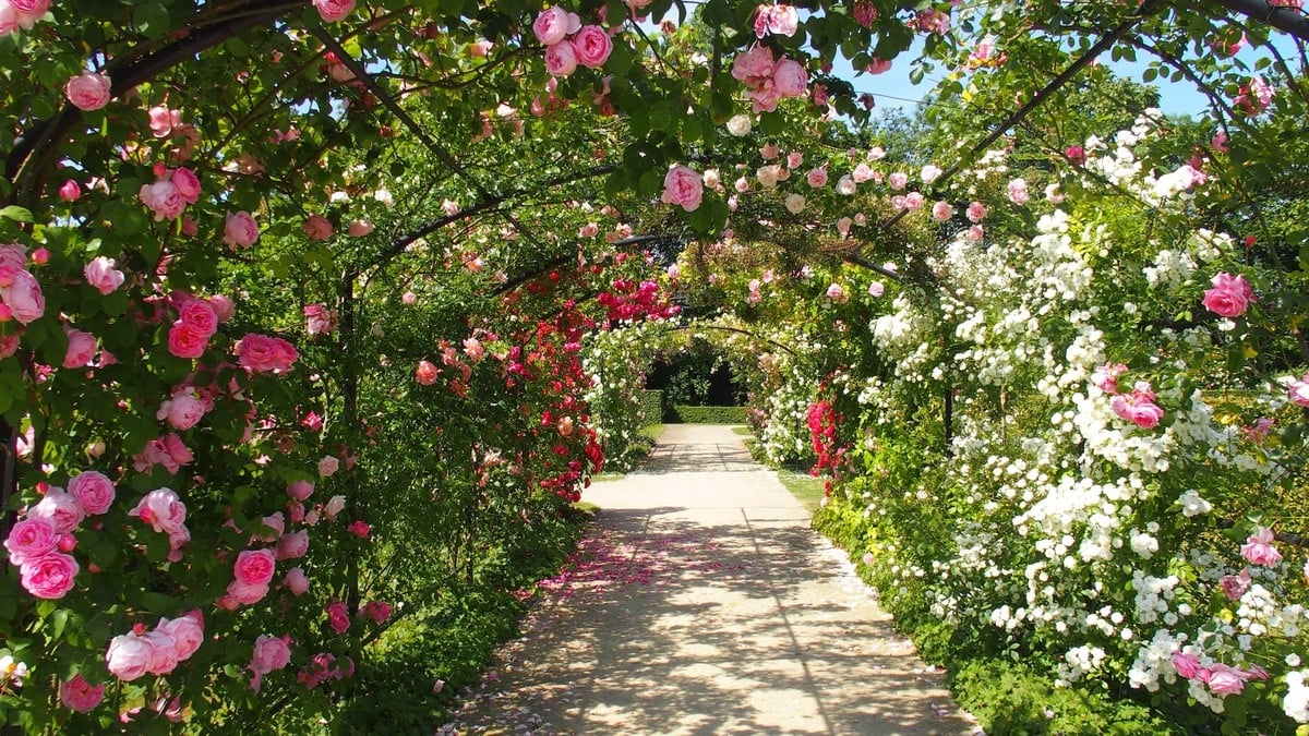 Cum se îngrijesc florile din grădină