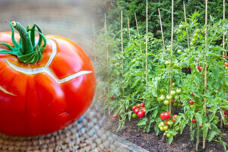 De ce crapă roșiile, de fapt. Greșeala pe care o fac mulți români în grădină, cum trebuie procedat