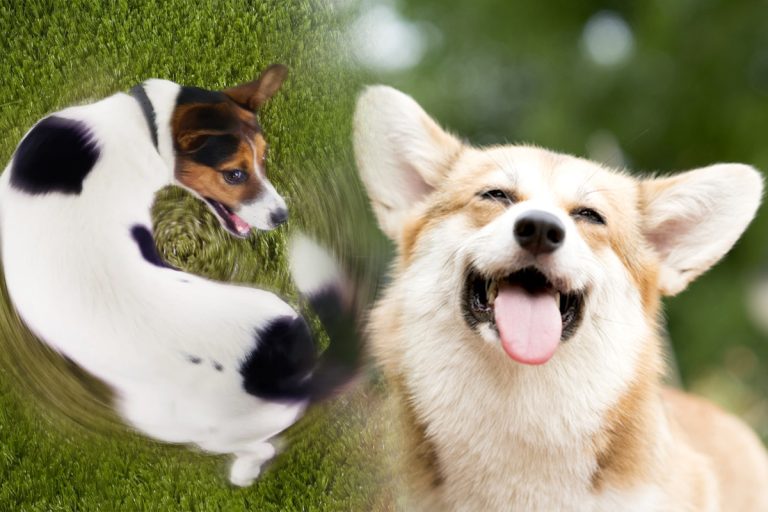 De ce se învârte câinele după coadă, de fapt. Specialiștii spun clar ce semnifică obiceiul, sigur nu te-ai fi gândit la asta