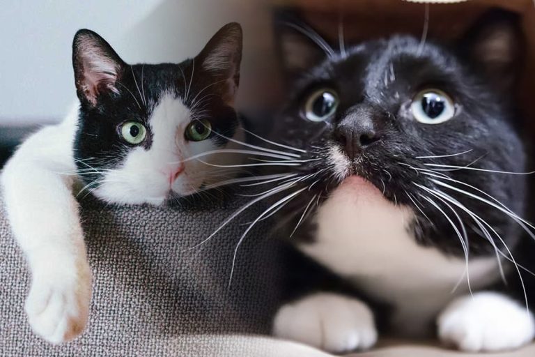 De ce se tem pisicile cel mai mult. Principalele motive, multe dintre ele te vor surprinde