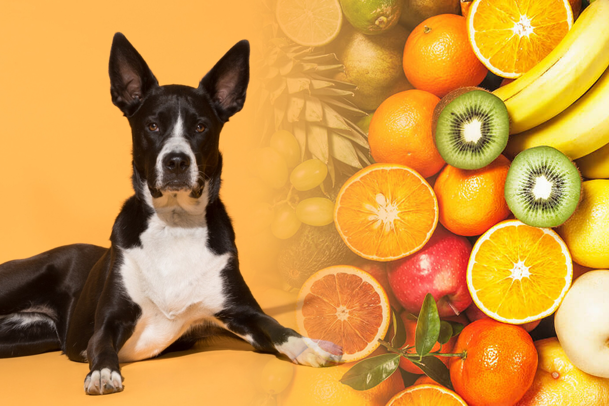 Fructul pe care câinele tău nu ar trebui să-l consume niciodată