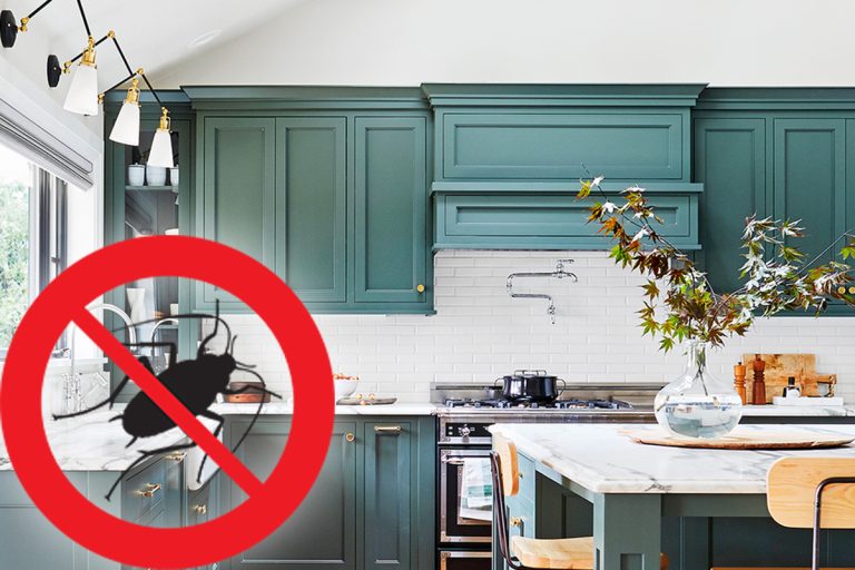 Ingredientul banal din bucătărie care ține departe gândacii de casa ta. Cum se folosește de fapt, trucul pe care trebuie să-l știi