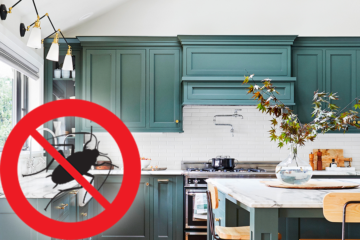 Ingredientul banal din bucătărie care ține departe gândacii de casa ta. Cum se folosește de fapt, trucul pe care trebuie să-l știi