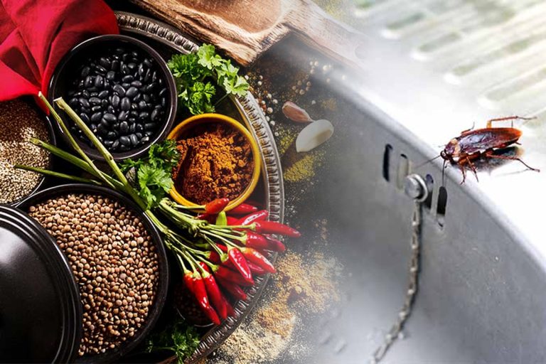 Metoda care te scapă definitiv de gândaci. Ai nevoie de câteva ingrediente banale din bucătărie, e mai simplu decât credeai