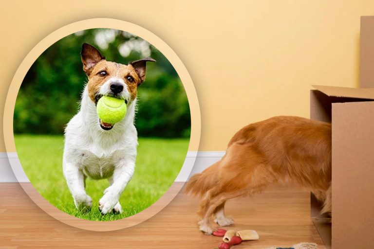 Motivul pentru care câinele tău ascunde lucruri prin casă. Specialiștii spun ce se află de fapt în spatele acestui obicei