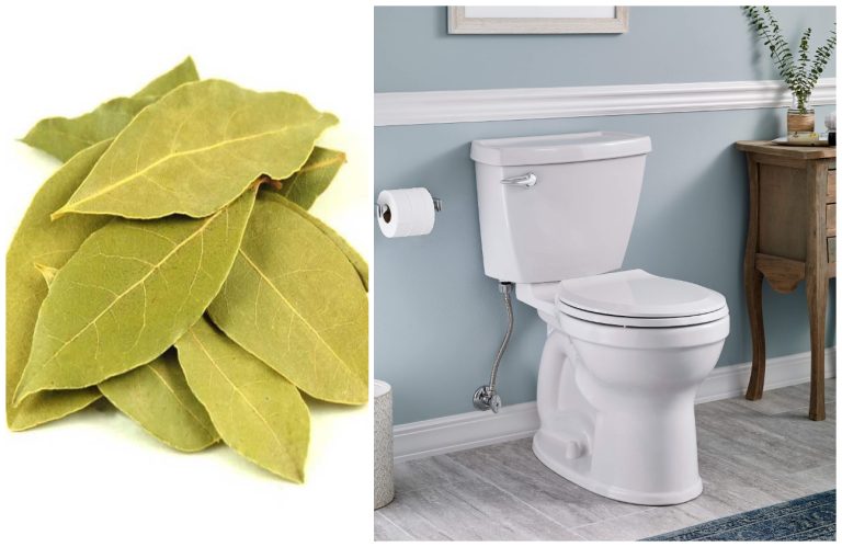 Motivul pentru care unii oameni pun frunze de dafin în toaletă. Trucul nebănuit