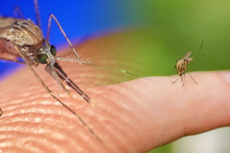 Pe cine înțeapă țânțarii, de fapt. Grupa de sânge pe care o preferă