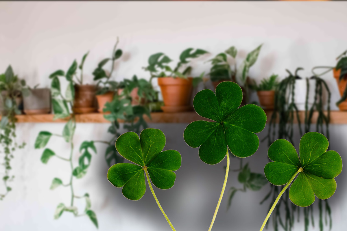 Plante care aduc fericire și bunăstare. Trebuie să le ai în casă, sunt considerate adevărate talismane norocoasă