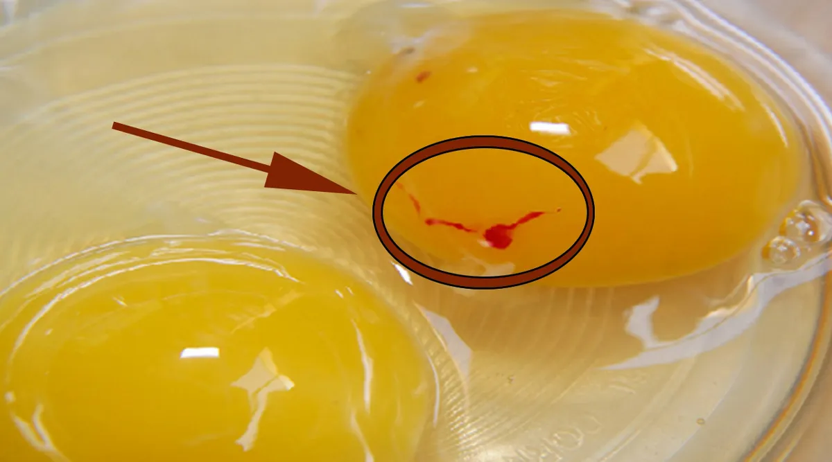 Puncte roșii ou de găină