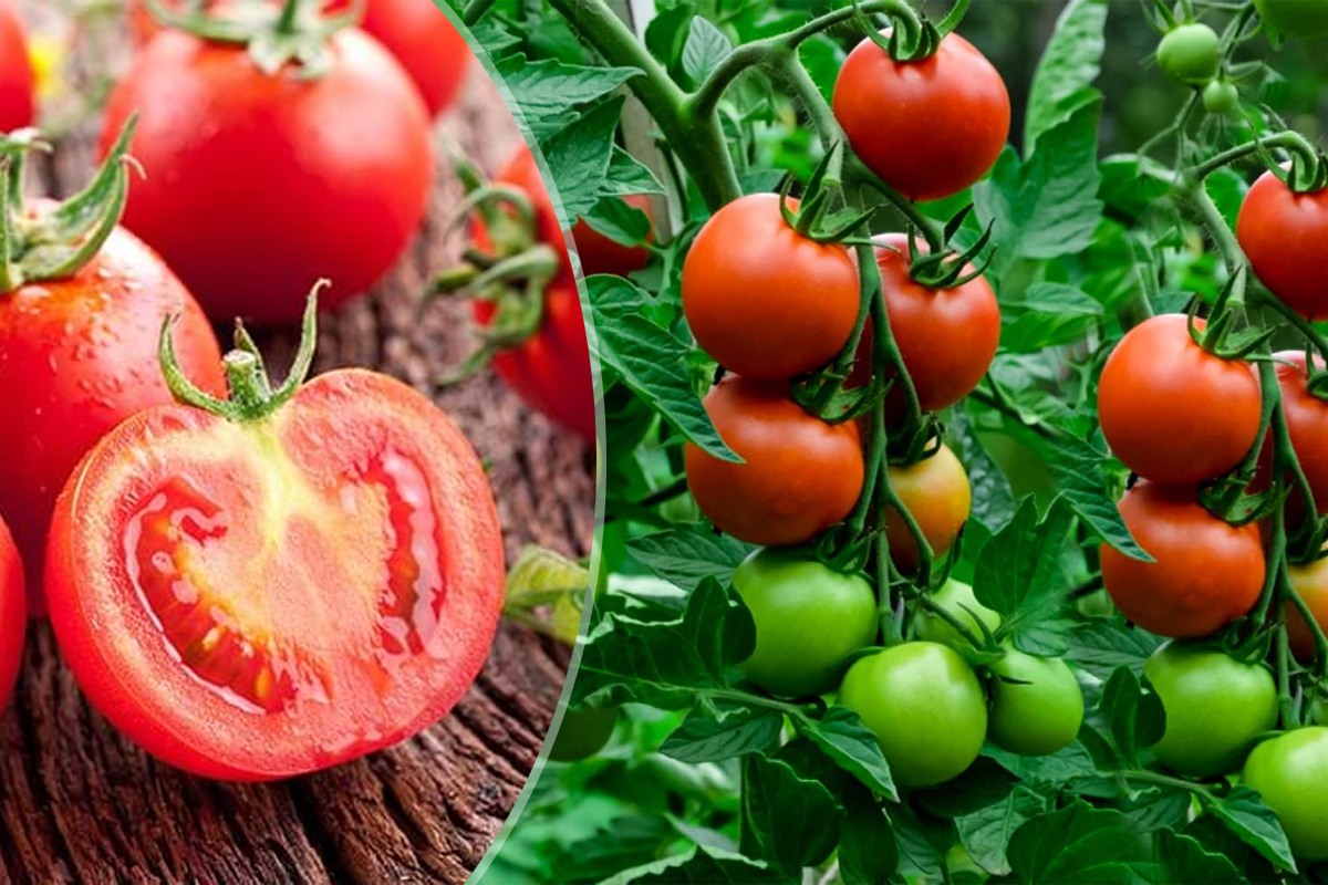 Roșia este fruct sau legumă