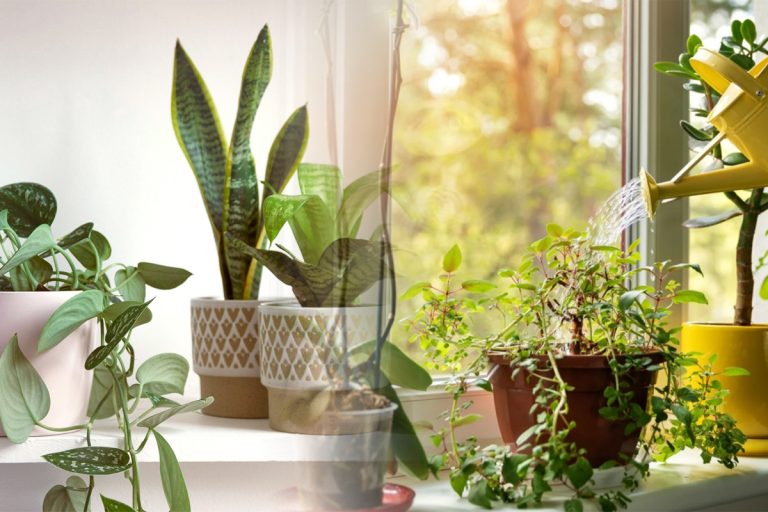 Trucul pentru a vă menține florile de interior mereu înflorite. Cu ce trebuie să le stropești, de fapt, pentru rezultate extraordinare