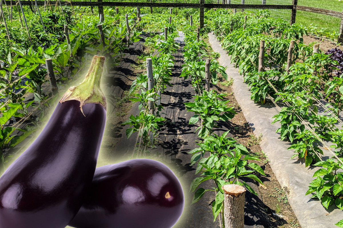 Cum se plantează vinetele în mod corect.