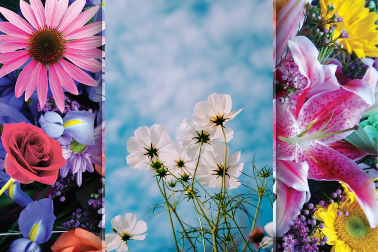 4 flori care înfloresc tot anul. Trebuie să le ai în curtea ta, vei avea o grădină spectaculoasă