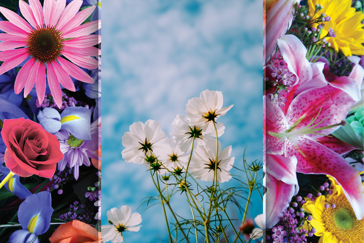 4 flori care infloresc tot anul. Trebuie sa le ai in curtea ta, vei avea o gradina spectaculoasa