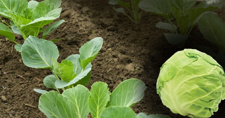 Cu ce trebuie stropite răsadurile de varză, de fapt. Secretul grădinarilor pentru o recoltă bogată
