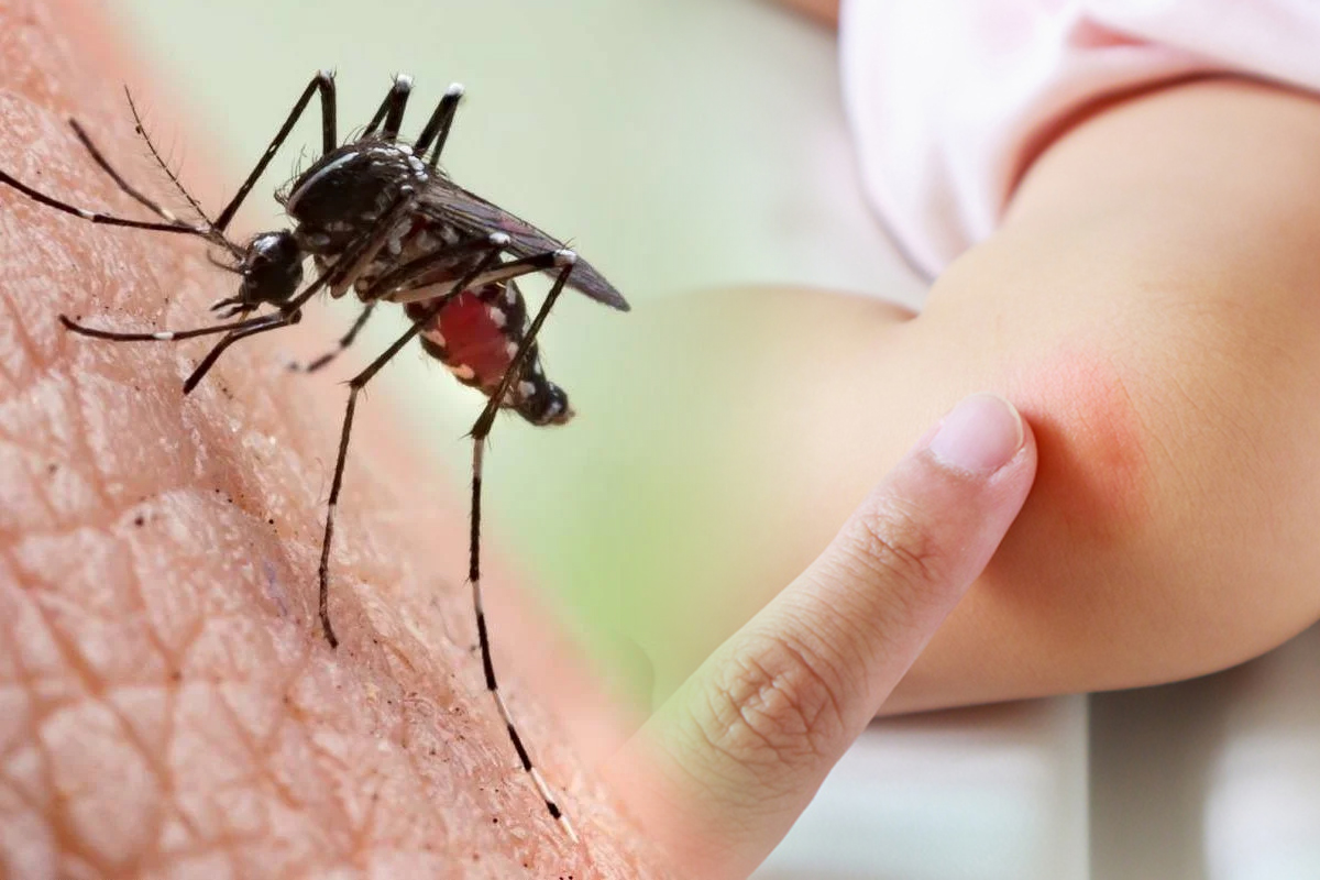 Planta care alungă țânțarii