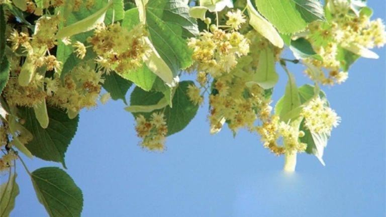 Cum se usucă corect florile de tei. Așa nu vor mucegăi și își vor păstra parfumul