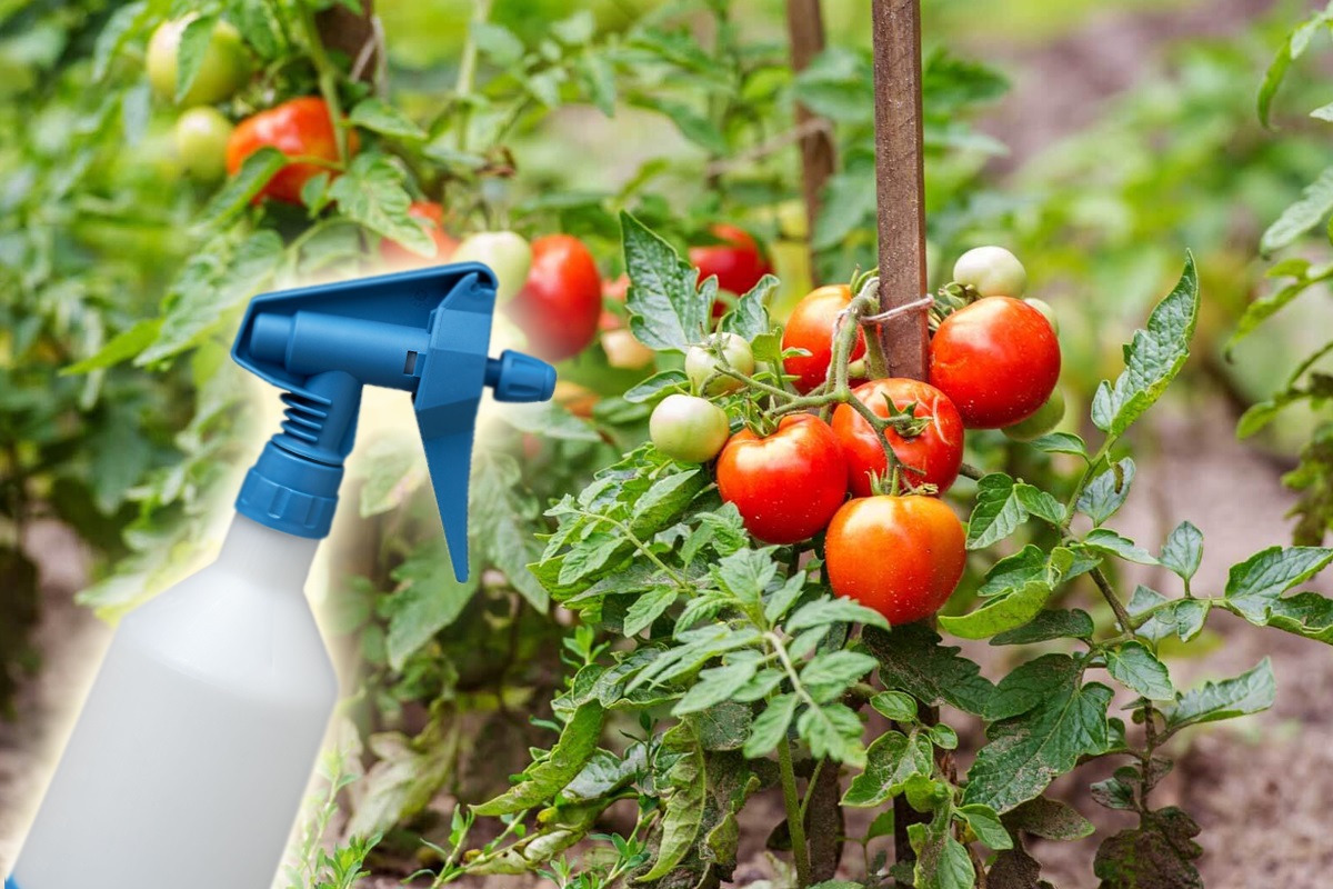 Cu ce se stropesc roșiile vara