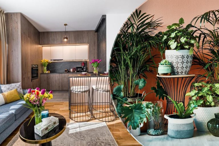 3 plante de interior care sunt ideale pentru orice locuință. Au nevoie de puțină lumină și îngrijire