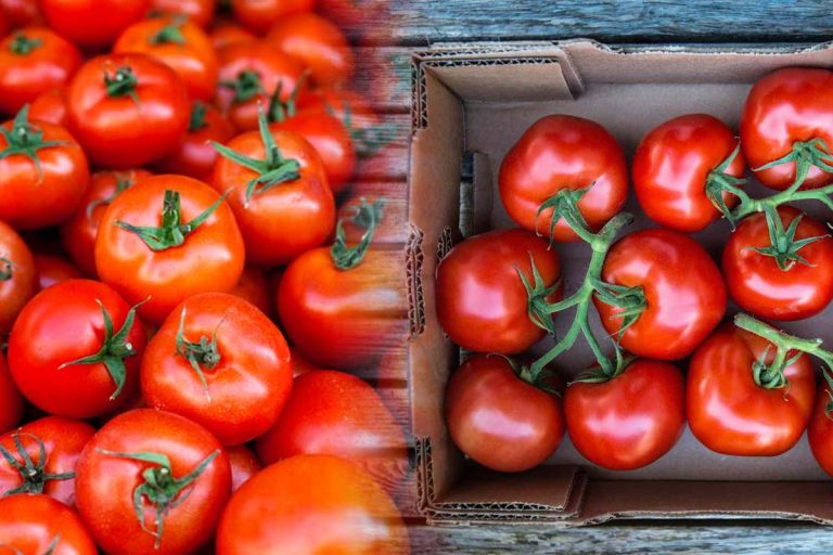 Ai depozitat greșit roșiile până acum. Ce trebuie să faci cu tomatele, de fapt