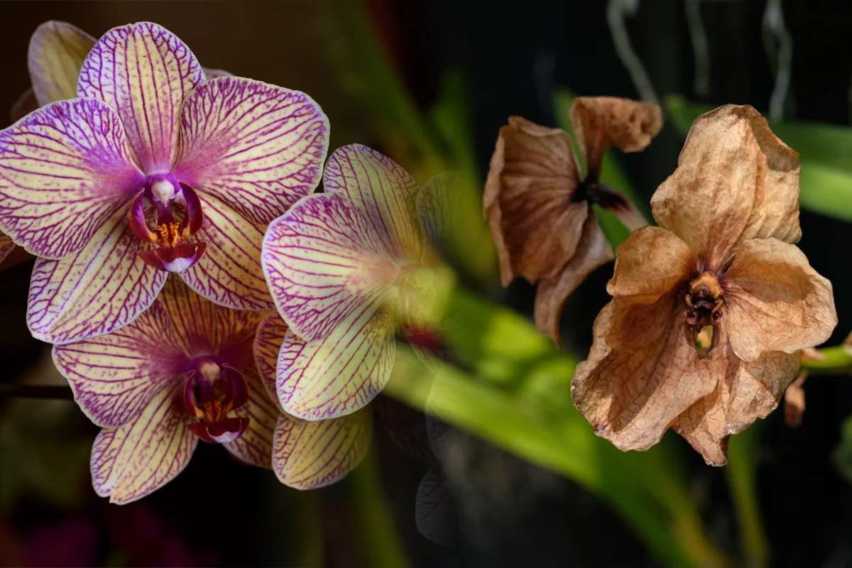 Amestecul neasteptat care iti salveaza orhideea ofilita. Reteta care o va ajuta sa infloreasca din nou