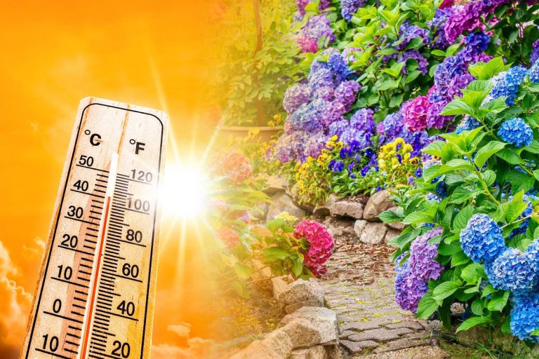 Amestecul puternic care ajută plantele să supraviețuiască valului de căldură. Ce să pui la rădăcină pentru a le înviora